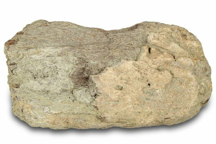 Dinosaur (Triceratops) Frill Shield Section - Montana #321993